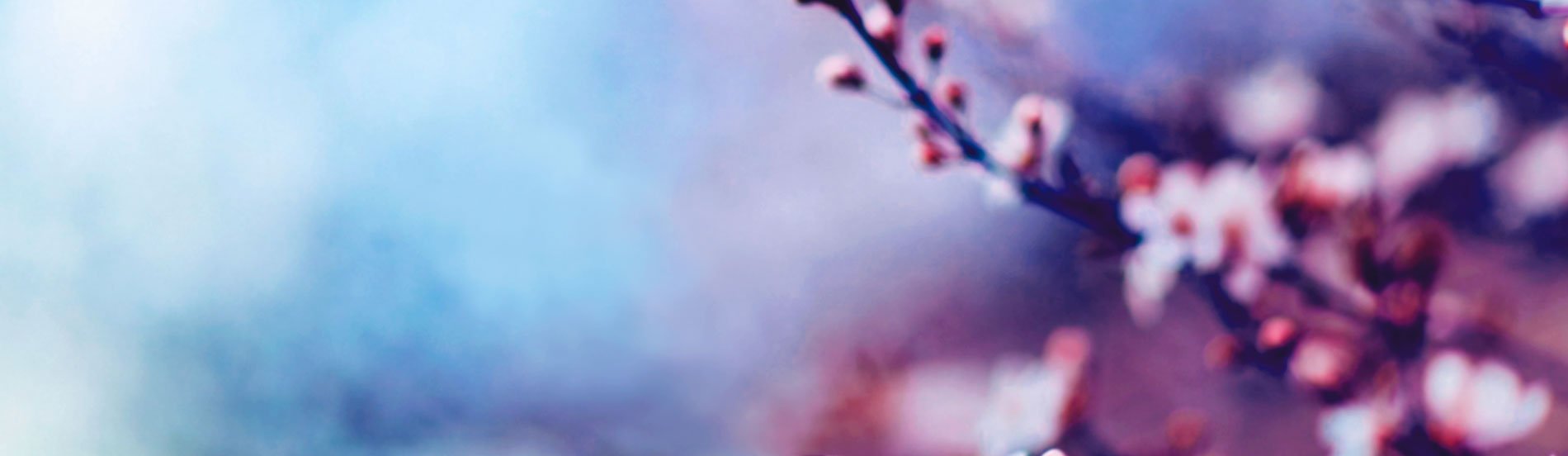 Banner Visual Novels